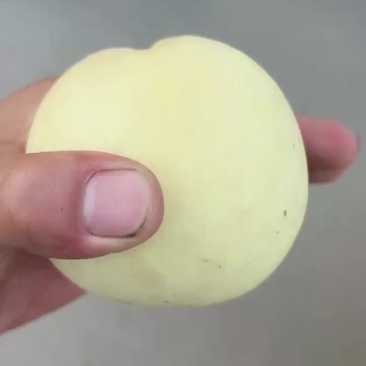 毛桃一个礼拜后上市