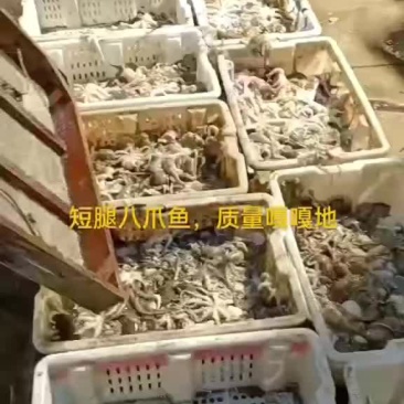 短腿八爪鱼