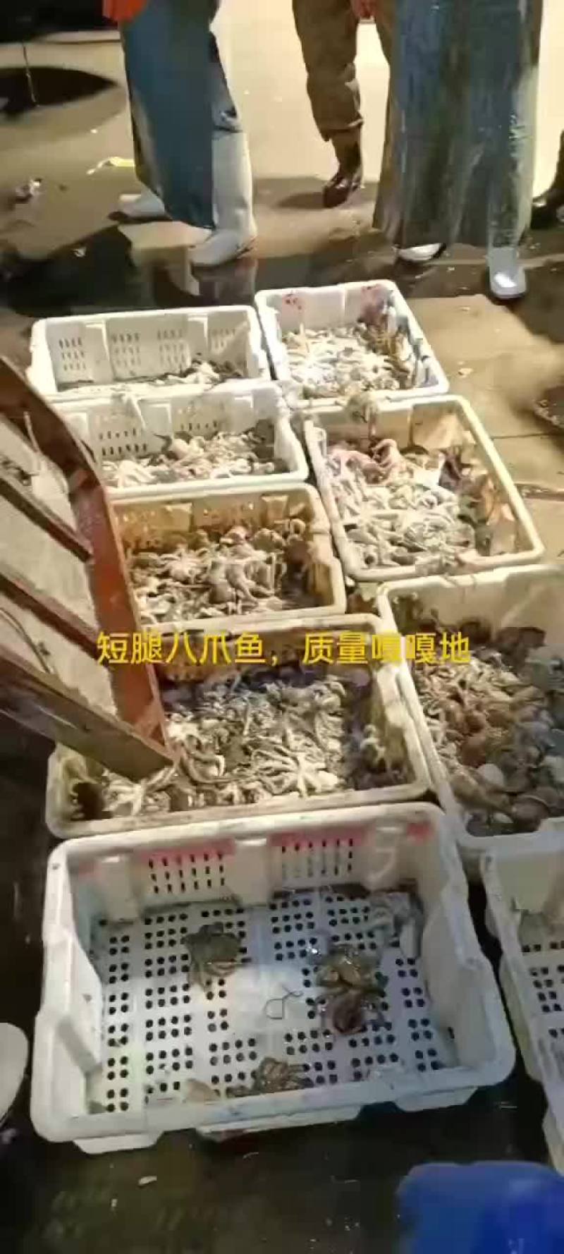 短腿八爪鱼