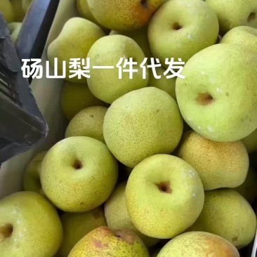 砀山梨一件代发社区团购平台各大电商对接