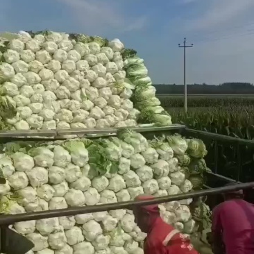 吉林黄蕊白菜，大量上市