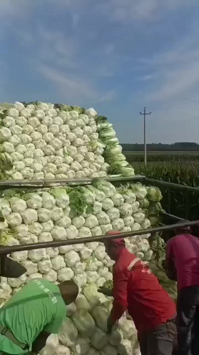 吉林黄蕊白菜，大量上市