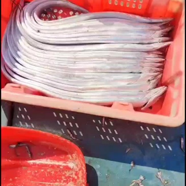 渤海湾刀鱼