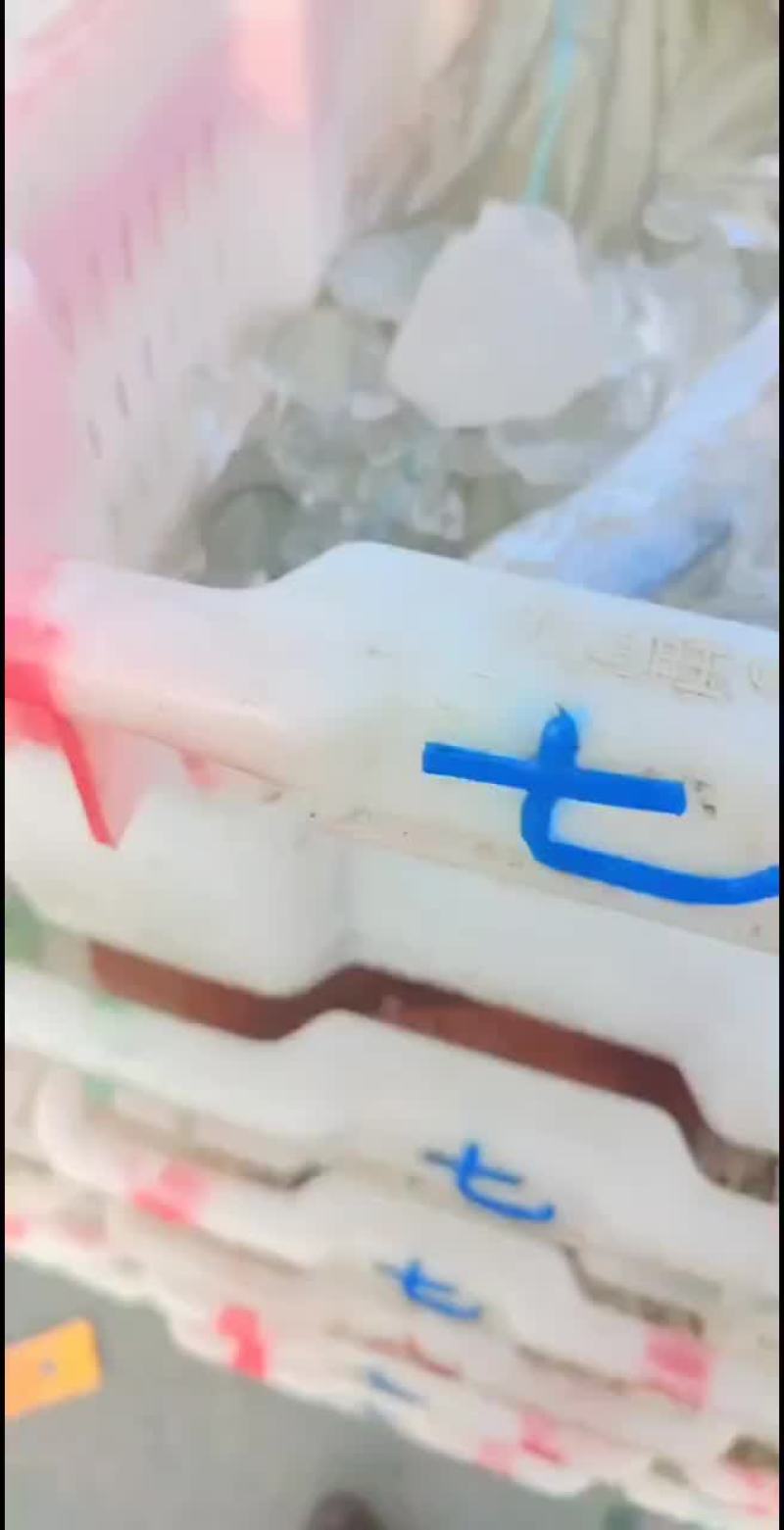 渤海湾刀鱼