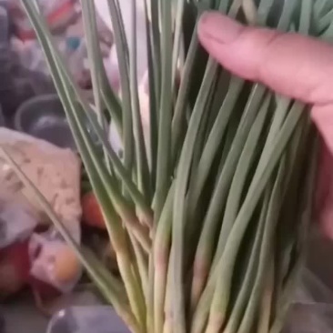 蒜苔
