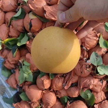 金梨梨