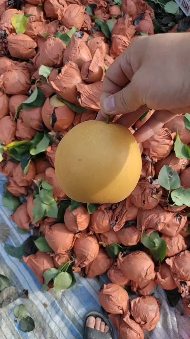 金梨梨