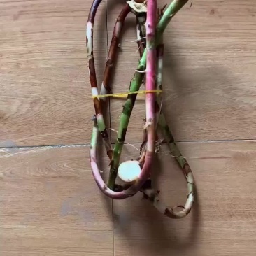 阳春砂仁根不包邮