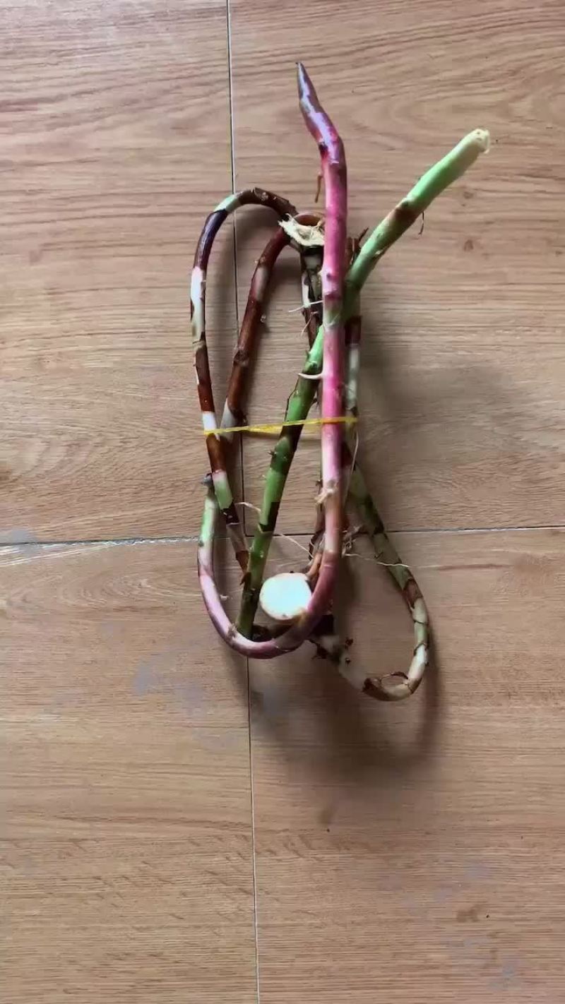 阳春砂仁根不包邮
