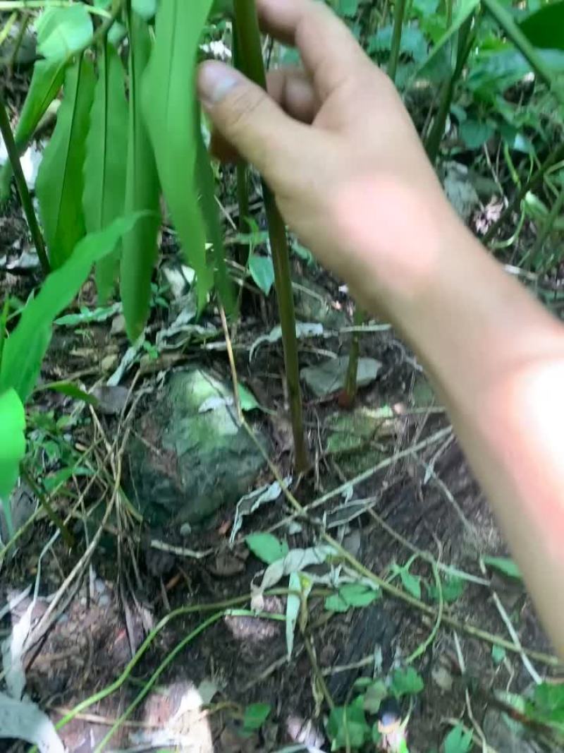 阳春砂仁根不包邮