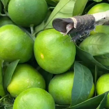 武当早熟蜜桔