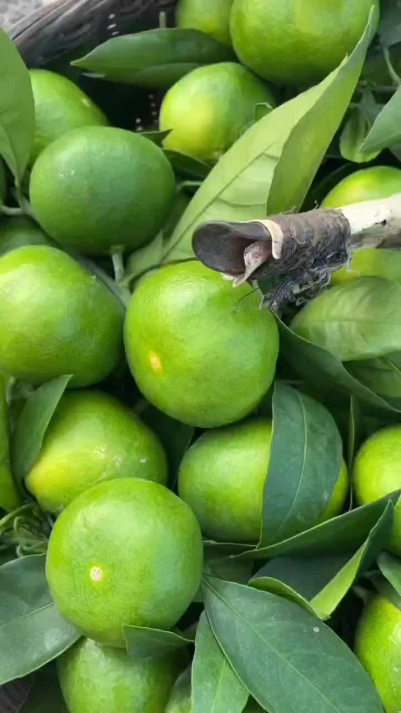 武当早熟蜜桔
