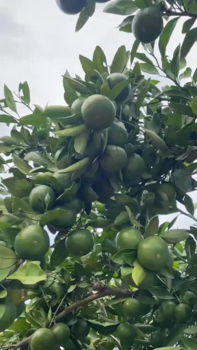 武当早熟蜜桔