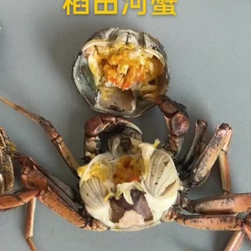 稻田河蟹