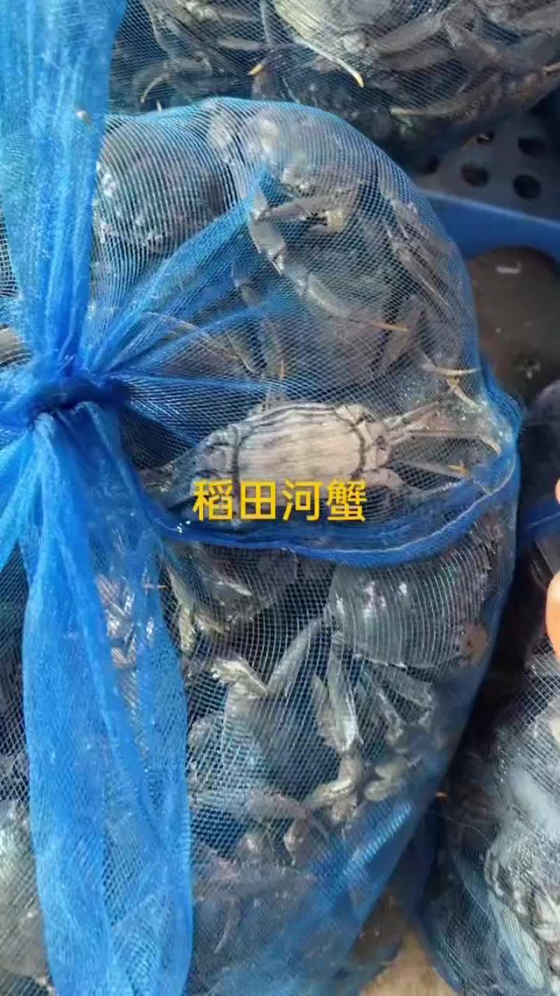 稻田河蟹
