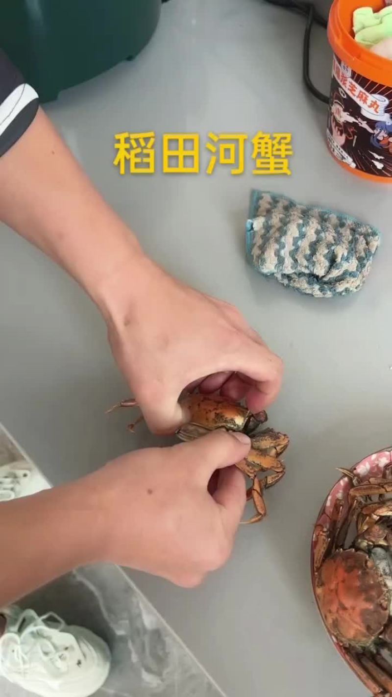 稻田河蟹