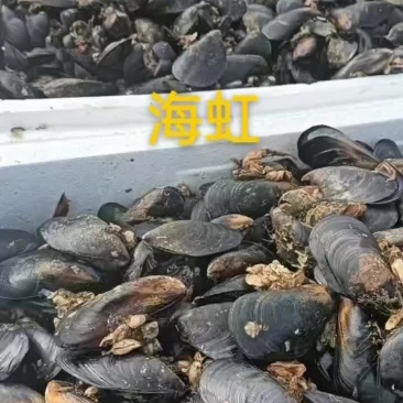 海虹