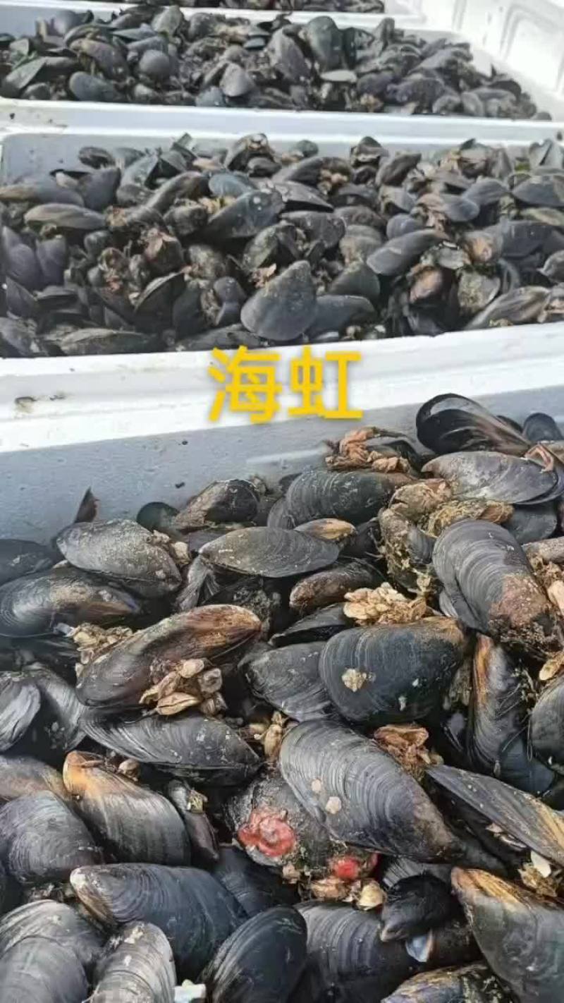 海虹