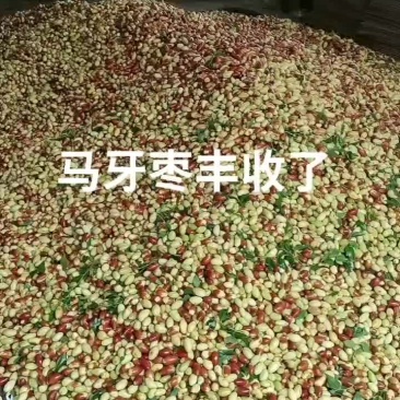 山地马牙枣子弹头