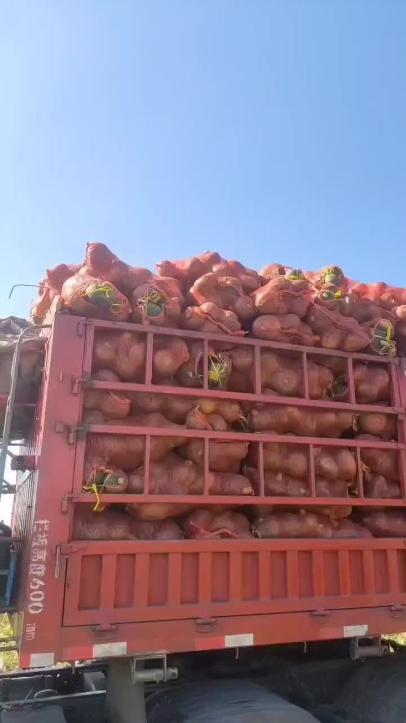 板栗南瓜五毛