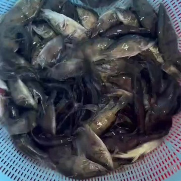 鳜鱼苗