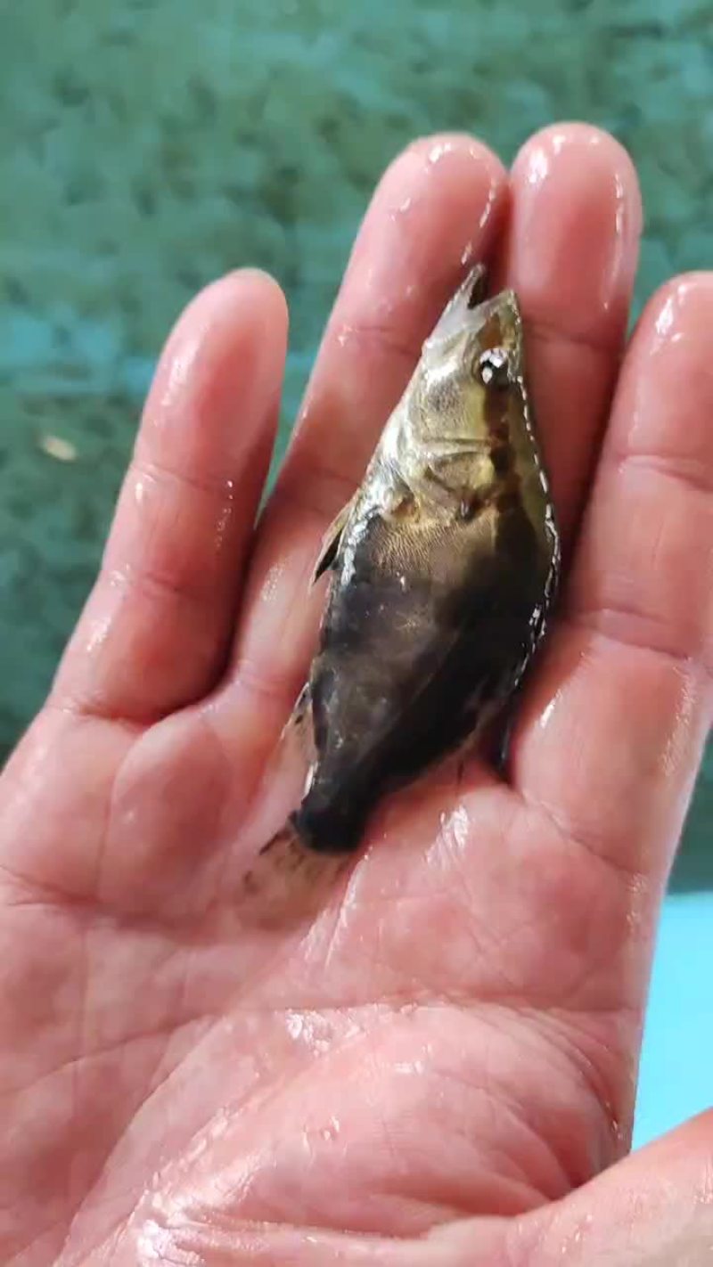 鳜鱼苗