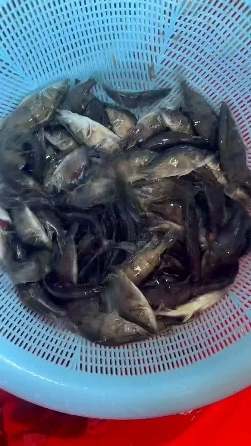 鳜鱼苗