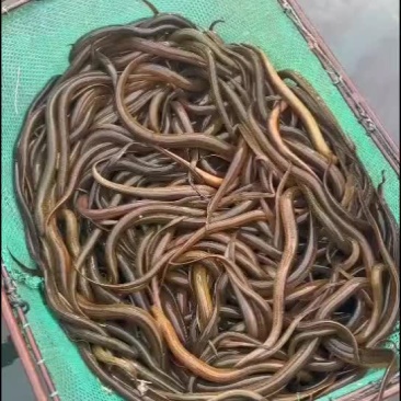 黄鳝苗