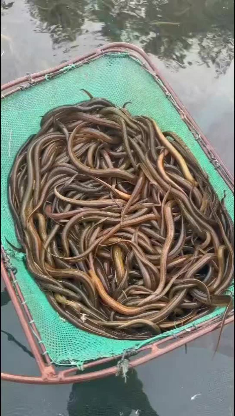 黄鳝苗