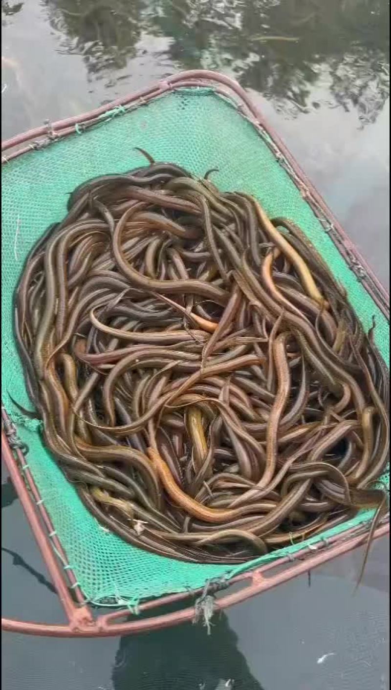 黄鳝苗