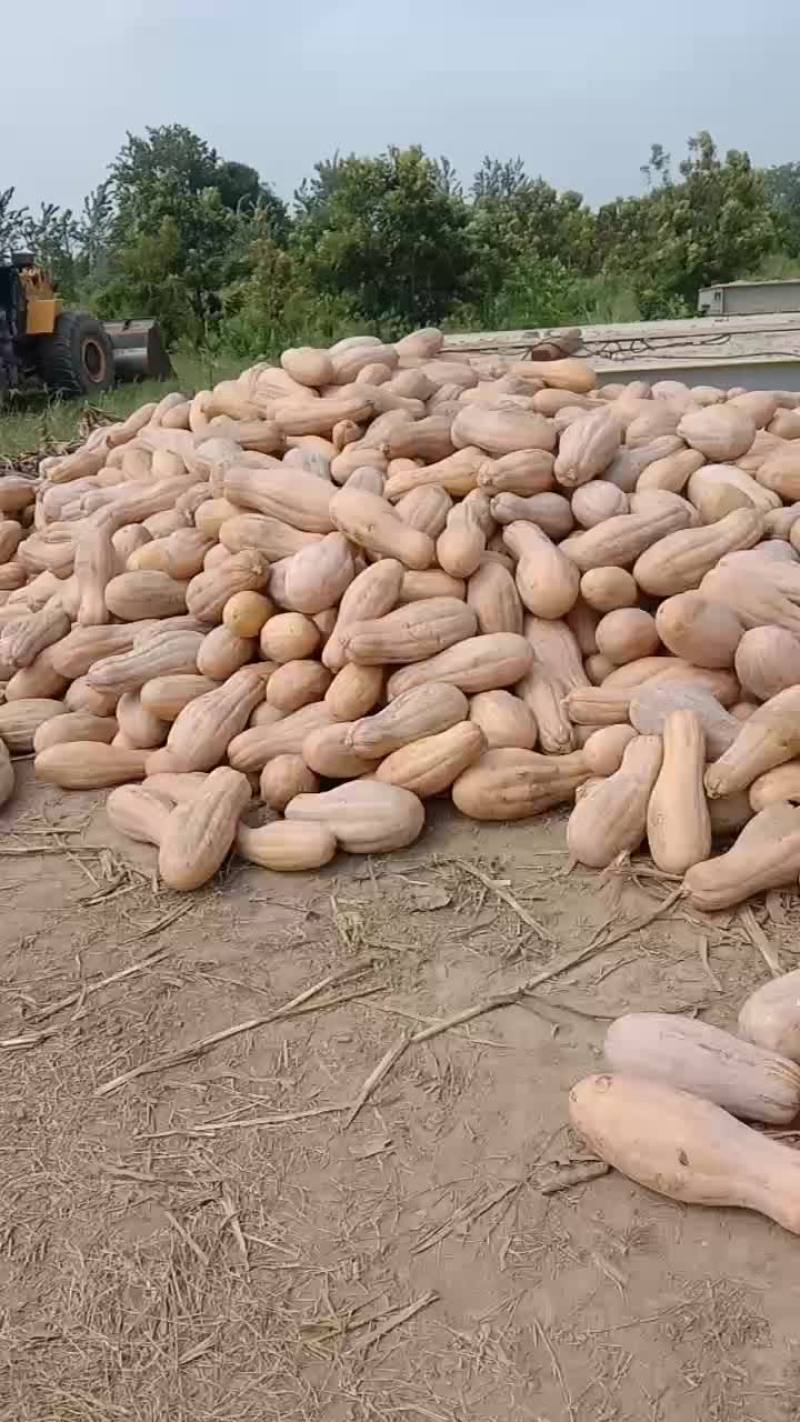 多么漂亮的南瓜大量供应养殖场工厂要货的老板联系