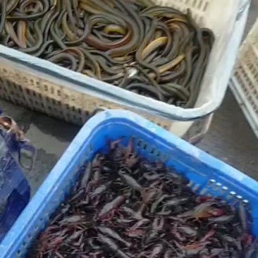 湖南本地鳝鱼批发
