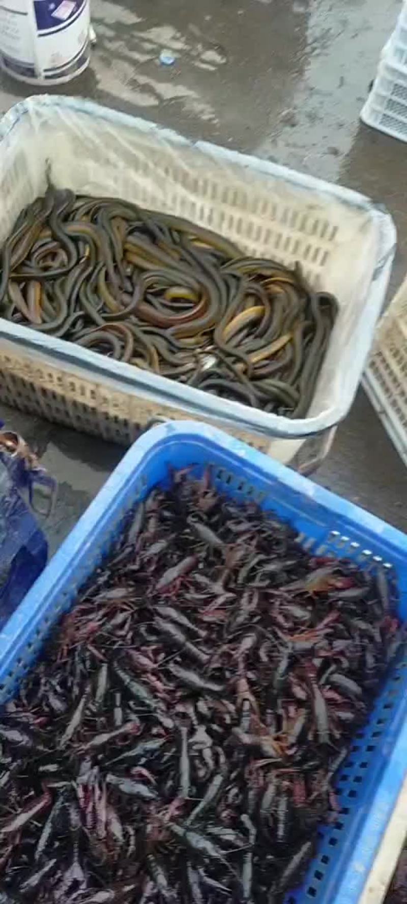 湖南本地鳝鱼批发