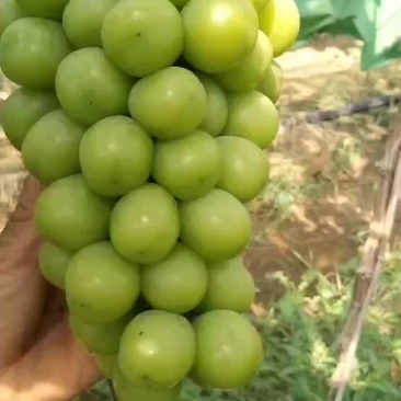 大量收购阳光玫瑰葡萄一级果有实力的来合作投资六千万合作