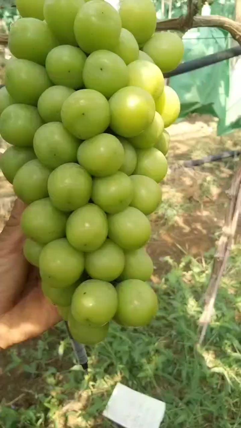 大量收购阳光玫瑰葡萄一级果有实力的来合作投资六千万合作