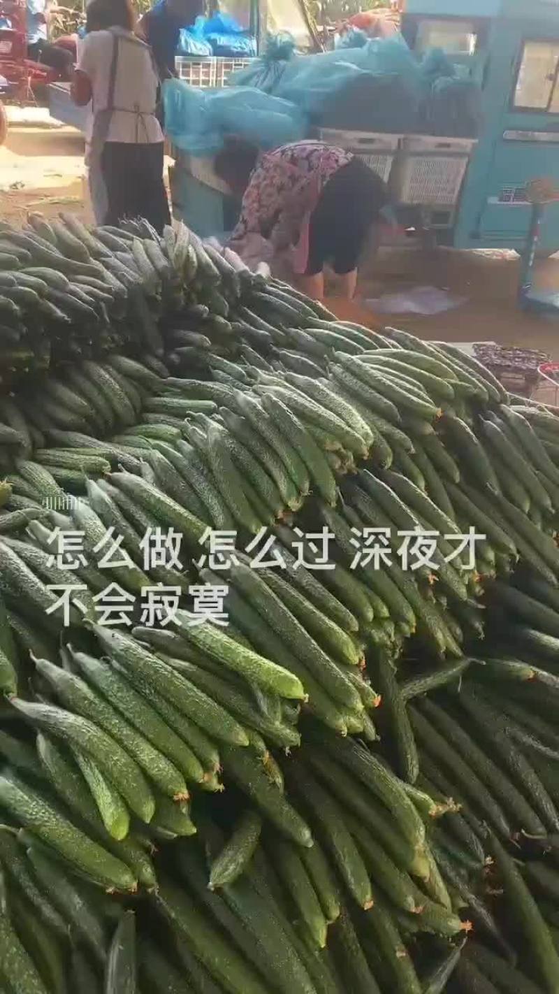 优质黄瓜