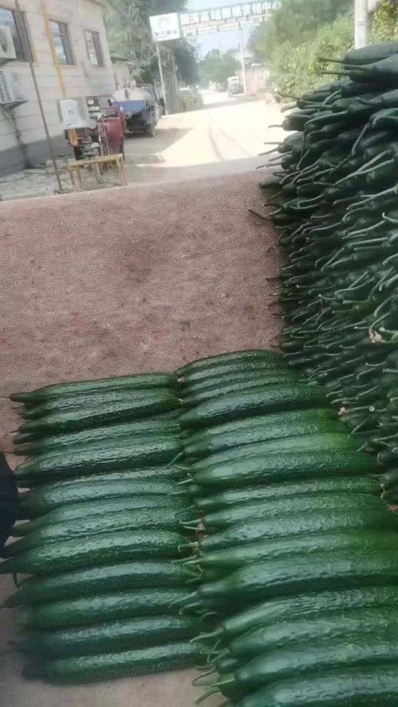 优质黄瓜