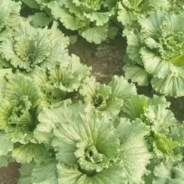 龙牙菜大量新鲜上市，河北产地直发，品好价优欢迎来电洽谈