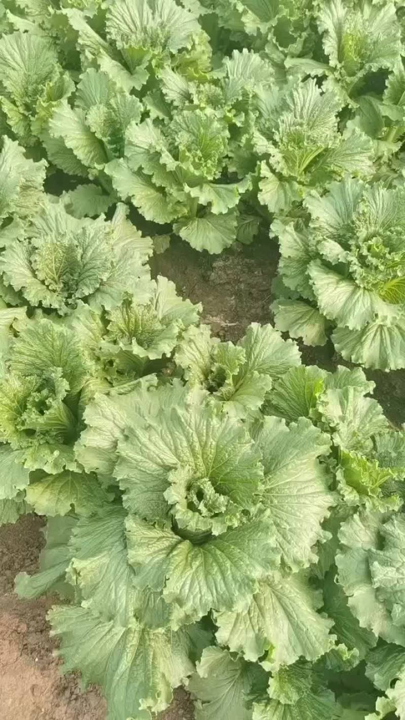 龙牙菜大量新鲜上市，河北产地直发，品好价优欢迎来电洽谈