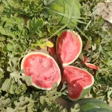 诚信代办内蒙古通辽市无籽西瓜