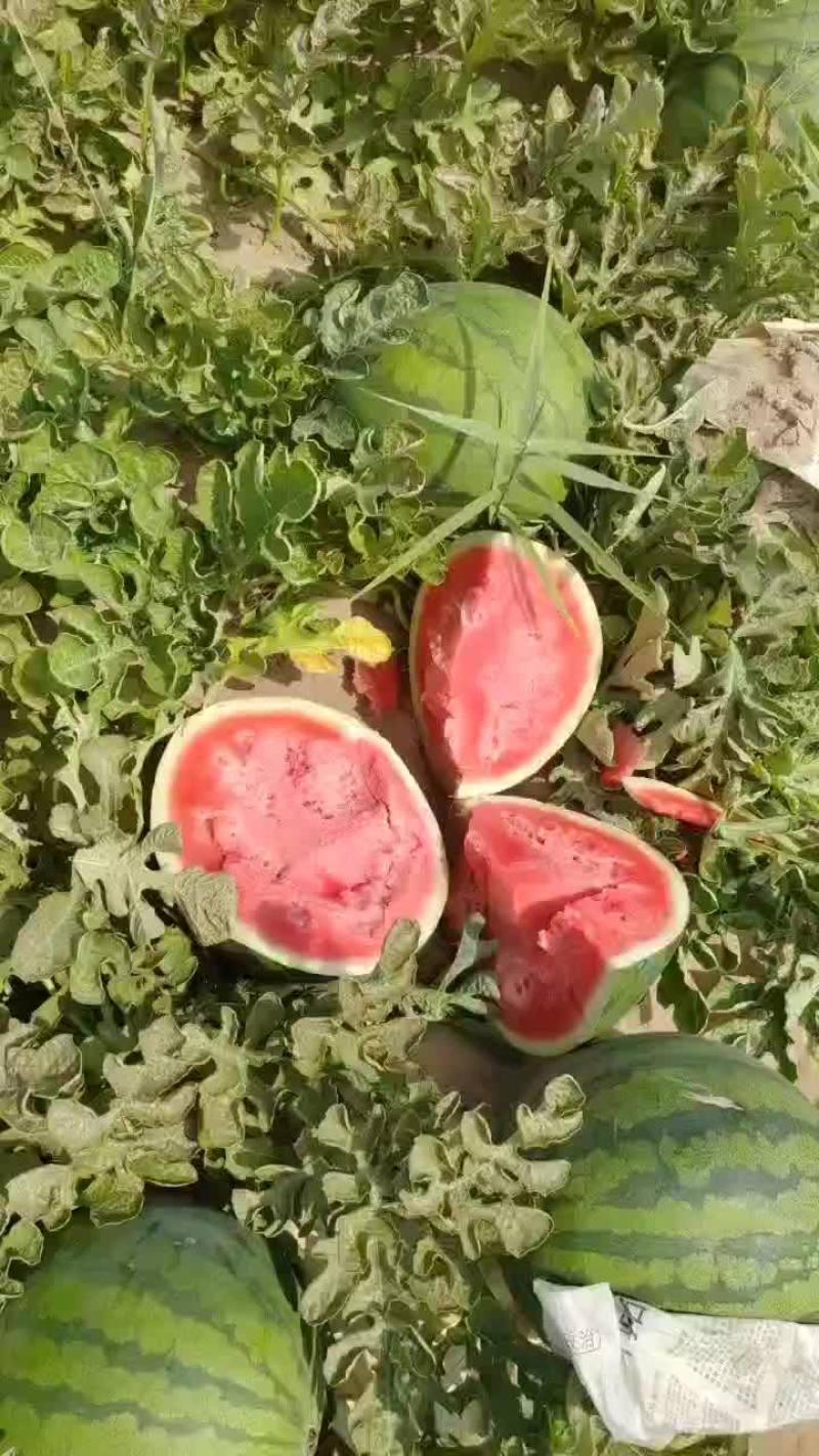 诚信代办内蒙古通辽市无籽西瓜