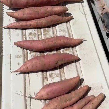 唐山滦南烟薯25