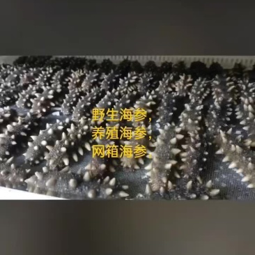 海参