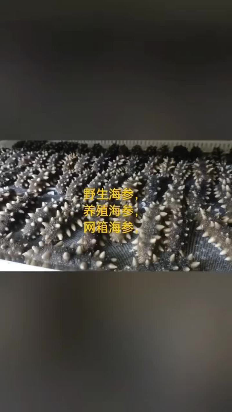 海参