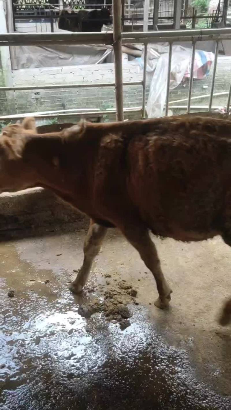 小黄牛