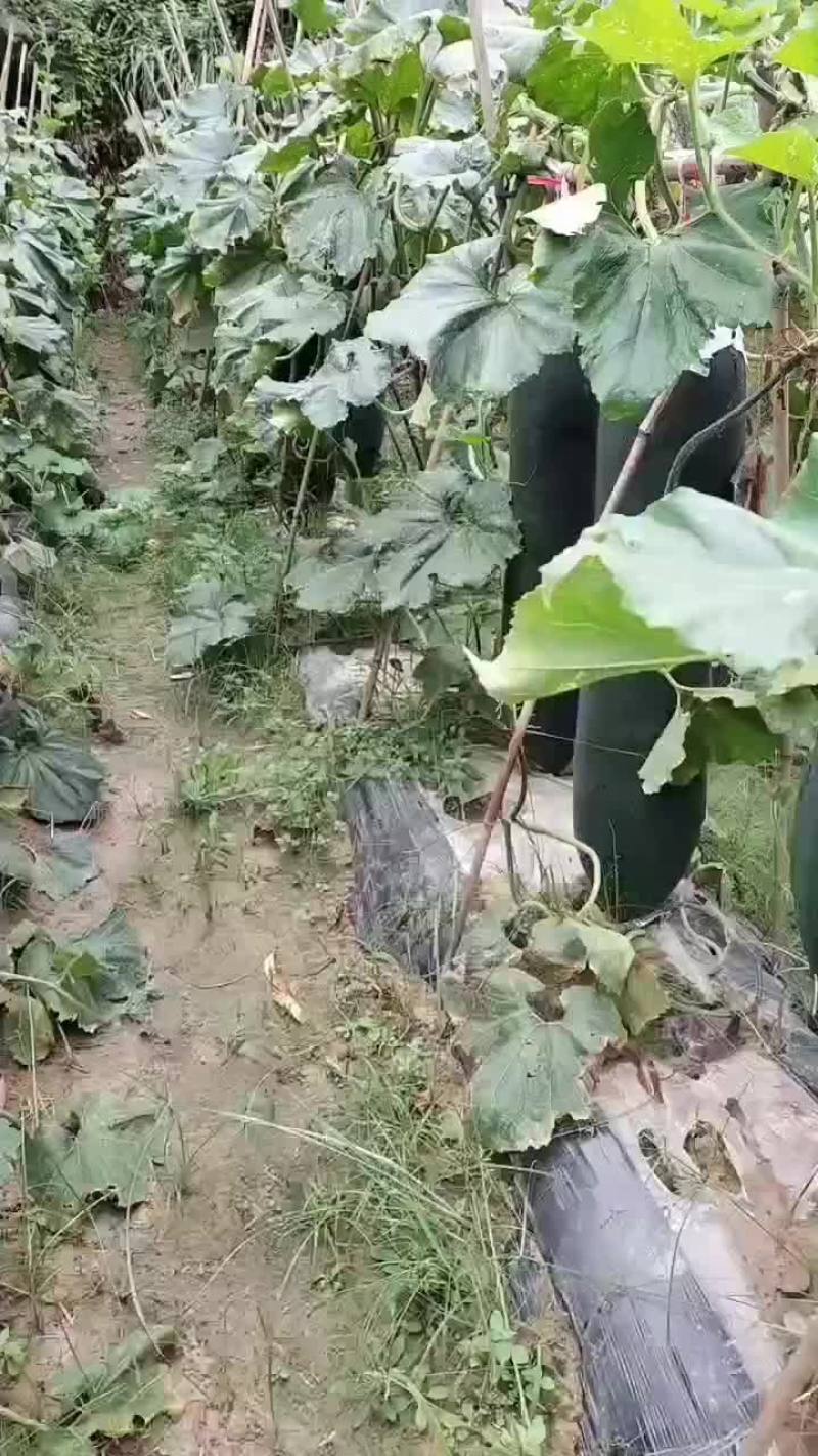 吊冬瓜还有大量的货