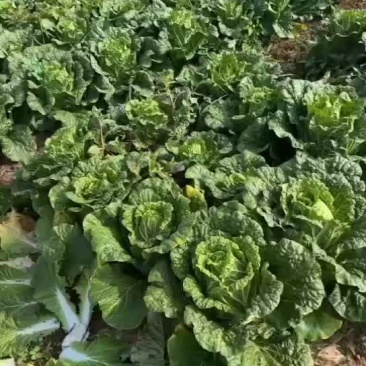 黄心大白菜