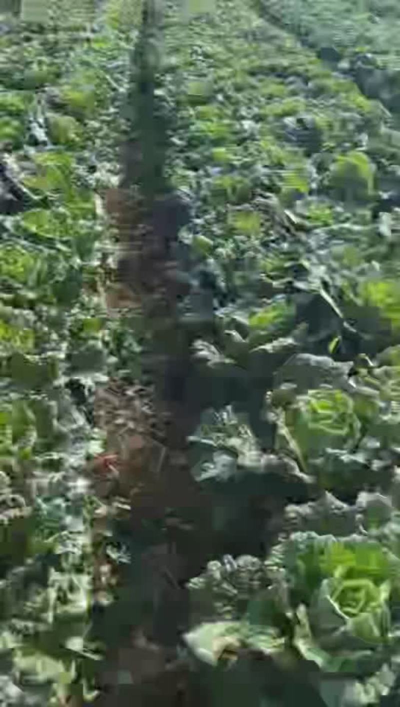 黄心大白菜