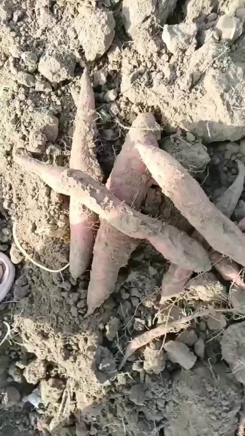 板栗红薯大量上市要的老板联系