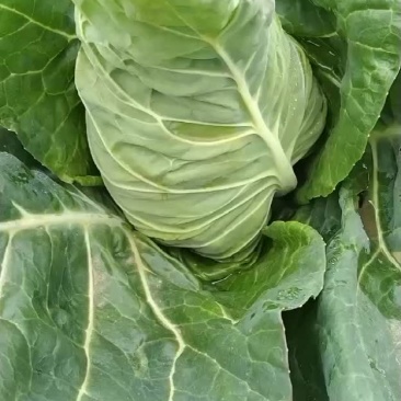 甘蓝